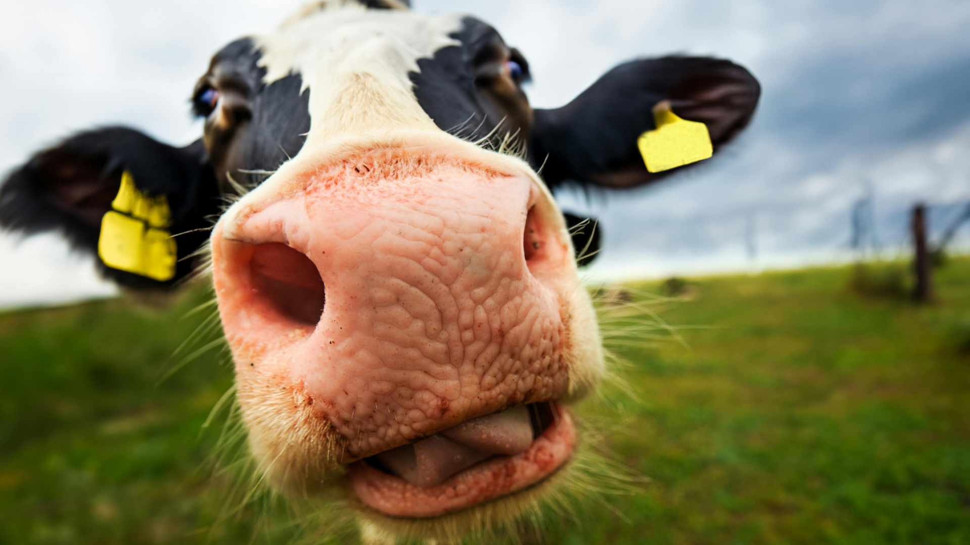 How much does web design cost in Halifax?