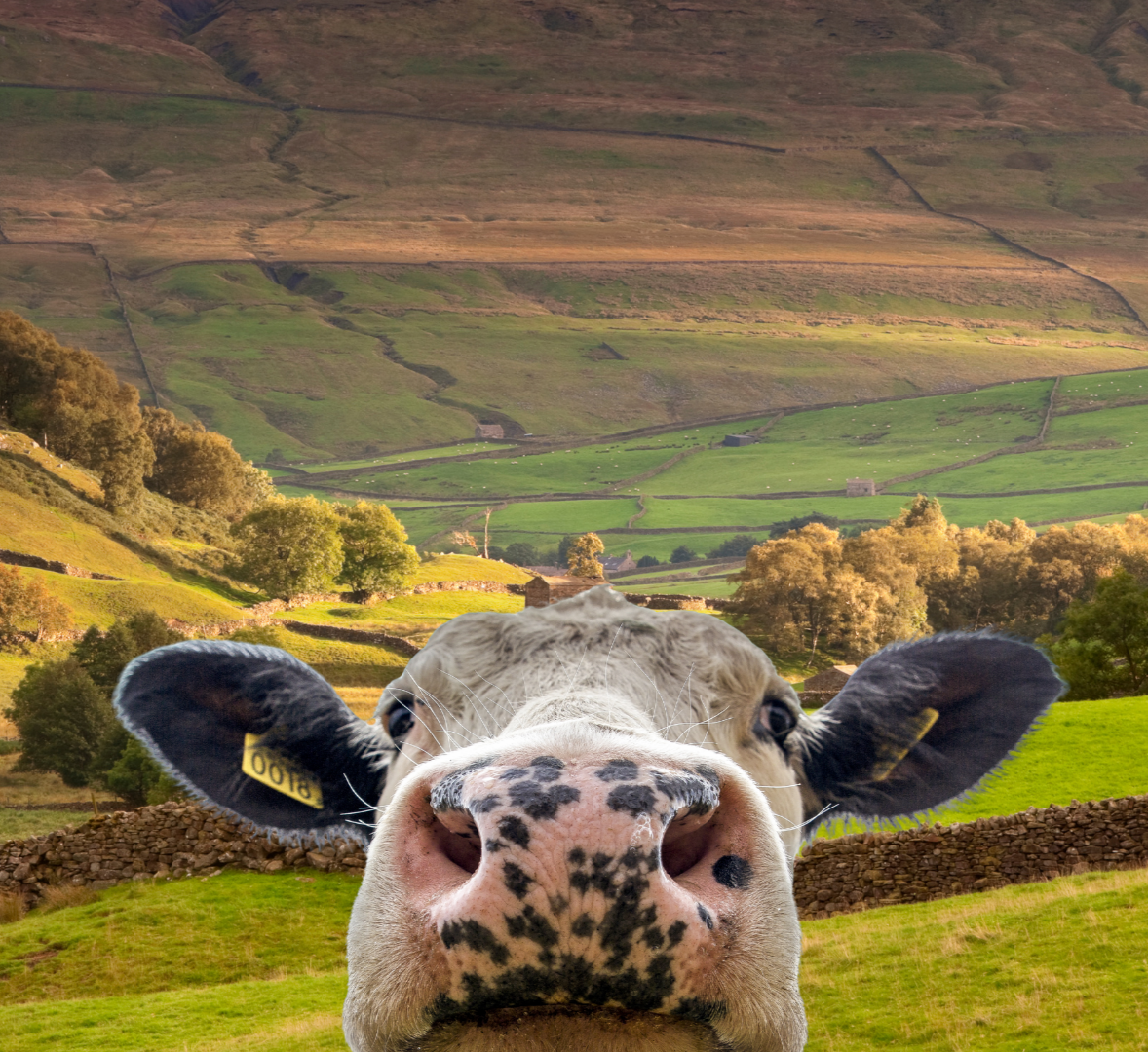 Yorkshire web designer supporting Leeds and Halifax businesses